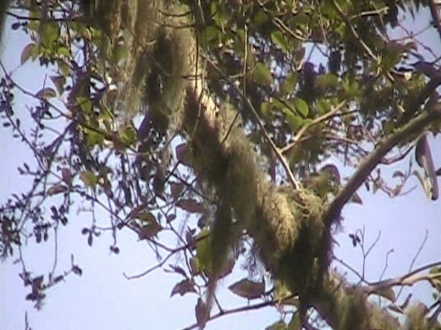 Long-tailed Silky-flycatcher - ML201648641