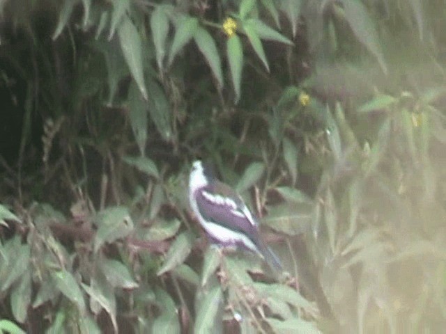 Pied Water-Tyrant - ML201648651