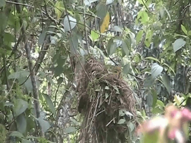 Red-faced Spinetail - ML201648661