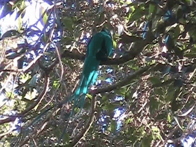 Quetzal resplendissant (costaricensis) - ML201648671