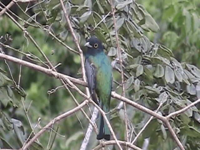 Gartered Trogon - ML201648711