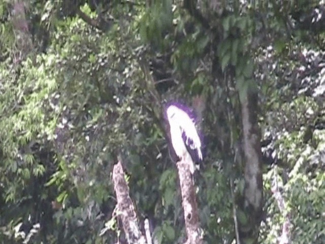 Белая агуйла (costaricensis) - ML201648741