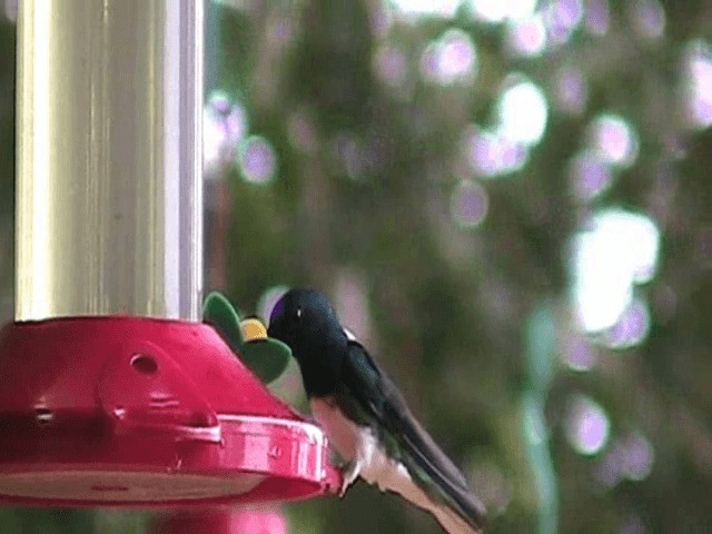 Colibrí Nuquiblanco - ML201648751