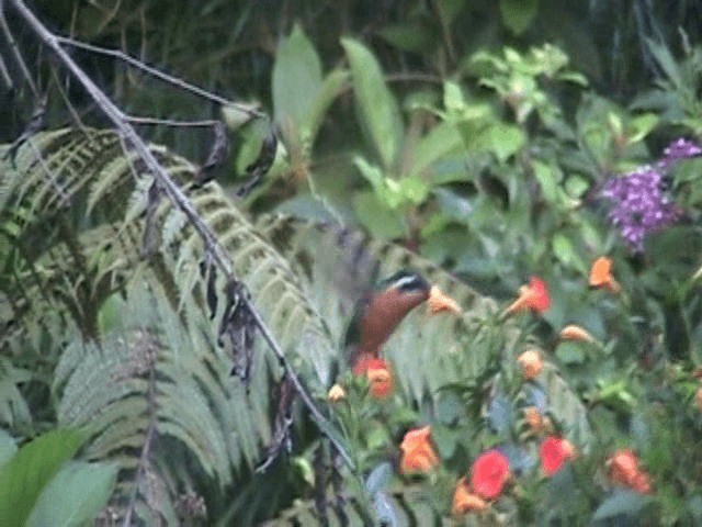 Colibri à gorge pourprée - ML201648771