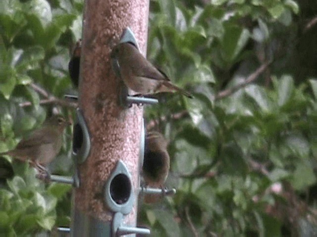 Yellow-faced Grassquit - ML201648781