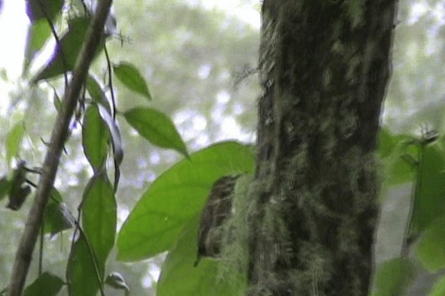 střízlík vysočinný - ML201648791