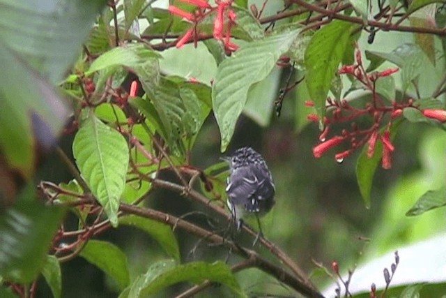 Chocó-Strichelameisenschlüpfer - ML201648801