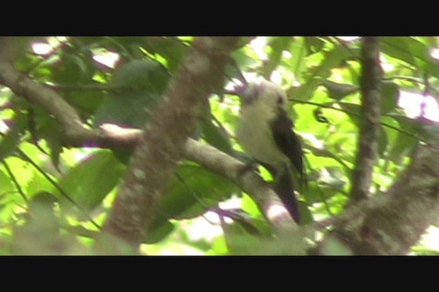 White-headed Wren - ML201648891