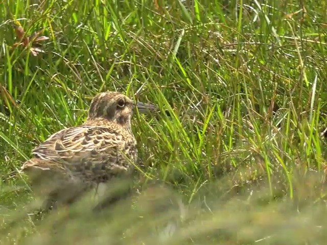 Subantarctic Snipe - ML201648921