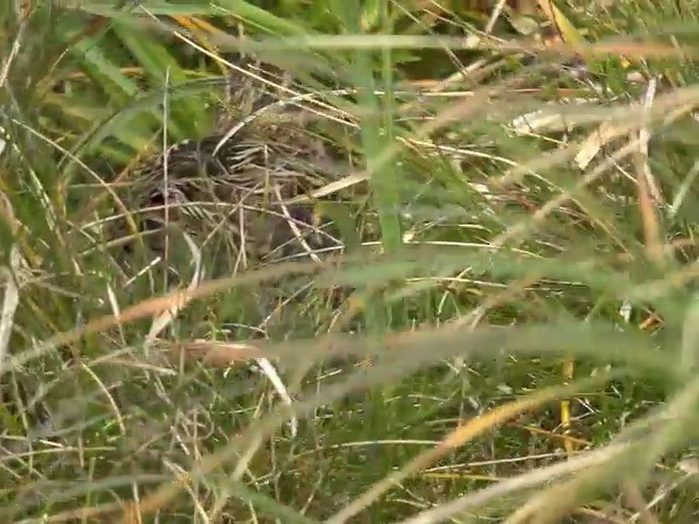 Subantarctic Snipe - ML201648931