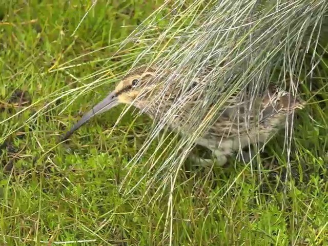 Subantarctic Snipe - ML201648941