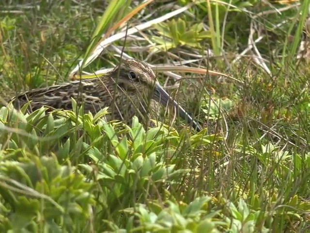 Subantarctic Snipe - ML201648951