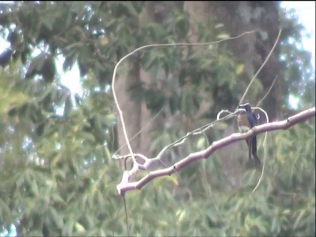 Whiskered Treeswift - ML201648981