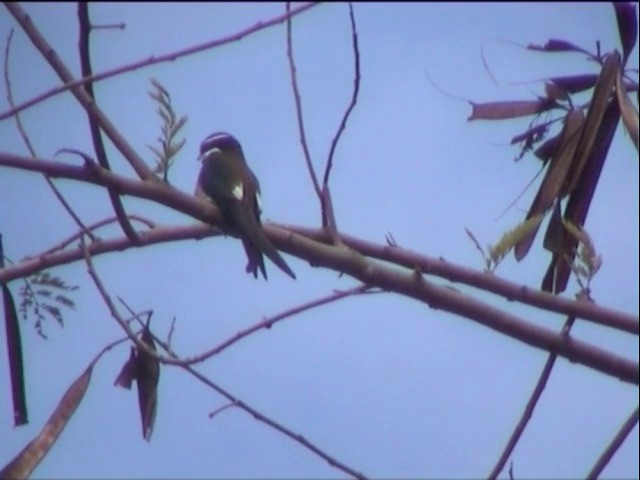 Whiskered Treeswift - ML201648991