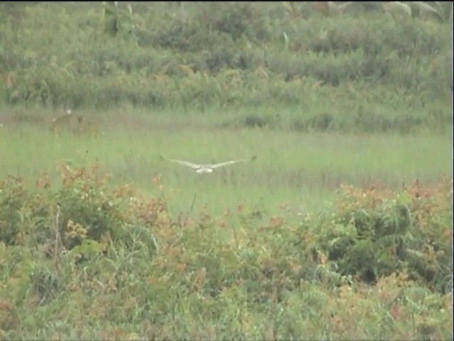 Australasian Grass-Owl - ML201649211