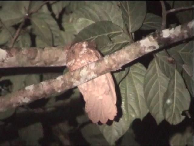 Philippine Frogmouth - ML201649231