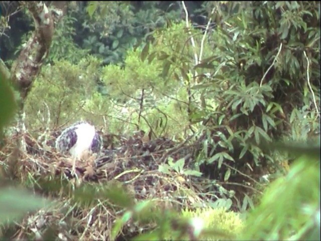 Philippine Eagle - ML201649241