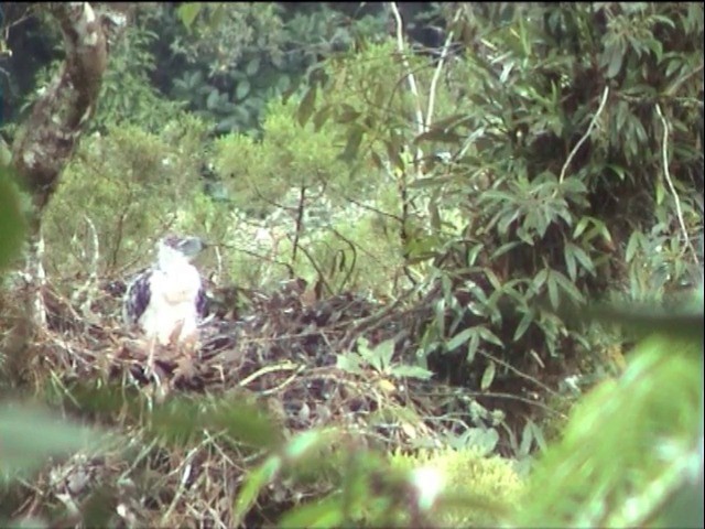 Philippine Eagle - ML201649251