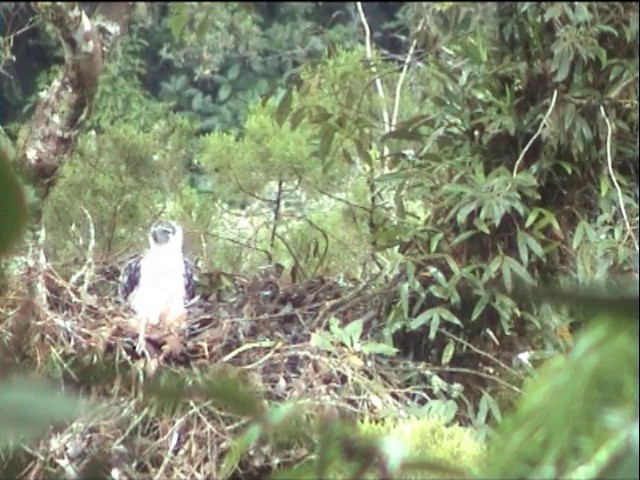 Philippine Eagle - ML201649261