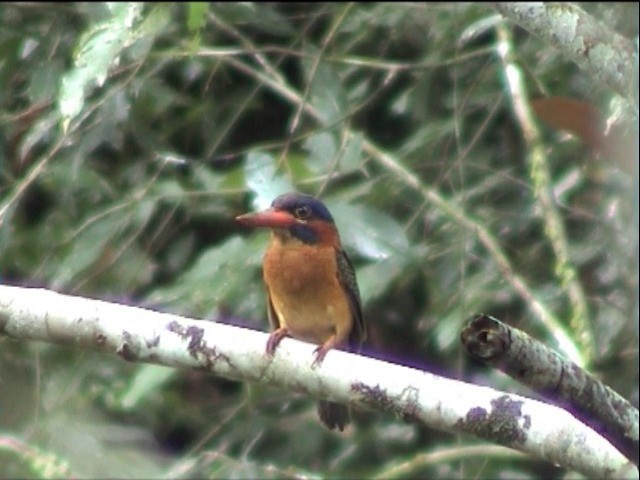 Blue-capped Kingfisher - ML201649311