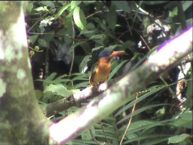 Blue-capped Kingfisher - ML201649331