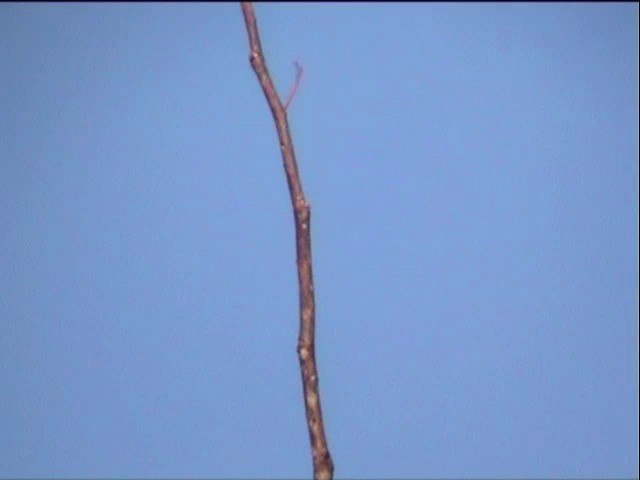 mada modrozelený (ssp. discurus) - ML201649341