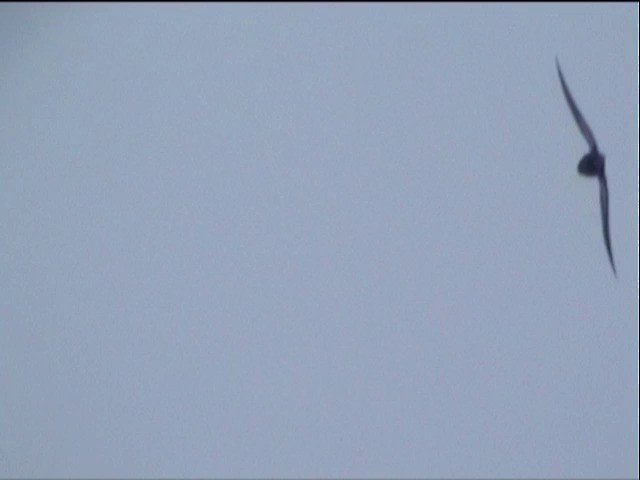 フィリピンハリオアマツバメ - ML201649351