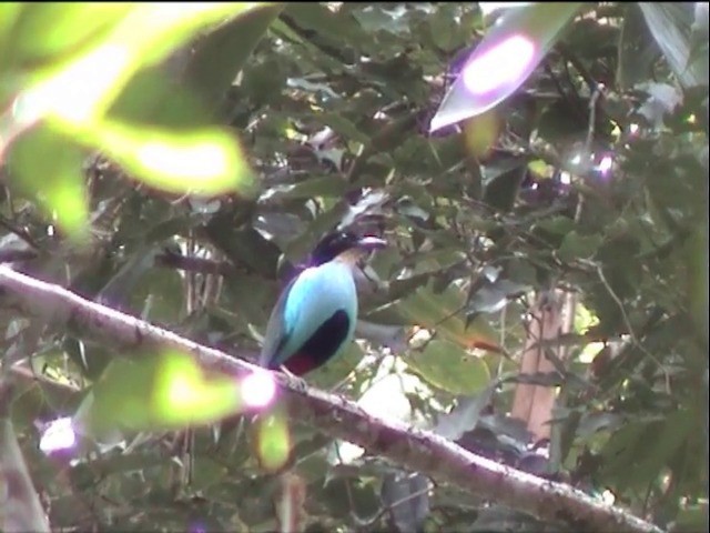 Azure-breasted Pitta - ML201649361