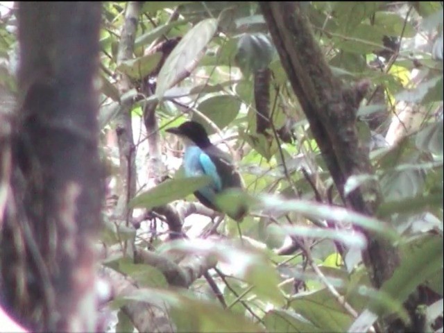 Azure-breasted Pitta - ML201649371