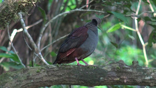 Crested Quail-Dove - ML201649381