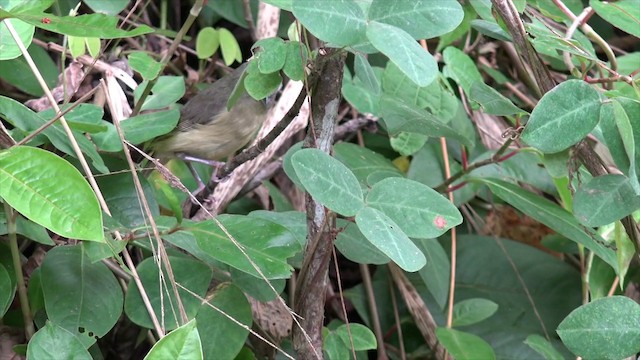 ブルーマウンテンモズモドキ - ML201649411