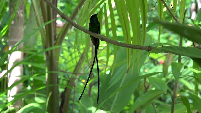 Colibri à bec noir - ML201649421