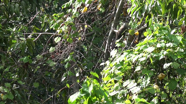 Chestnut-bellied Cuckoo - ML201649451