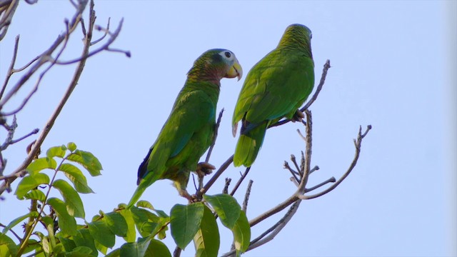 Yellow-billed Amazon - ML201649481