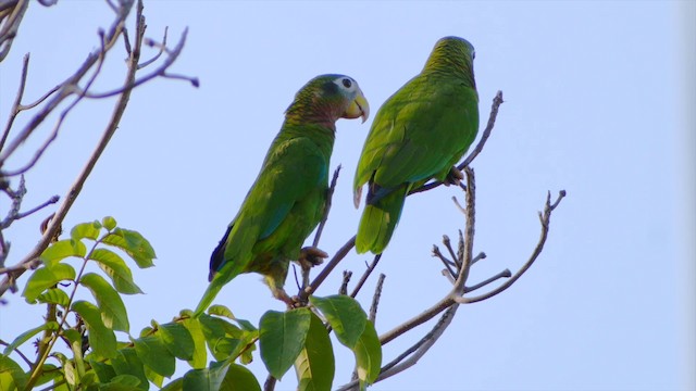 Yellow-billed Parrot - ML201649481