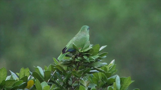 Black-billed Parrot - ML201649491