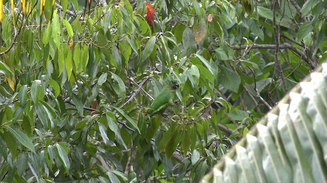 Black-billed Parrot - ML201649531