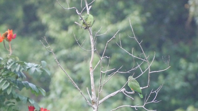 Black-billed Parrot - ML201649541