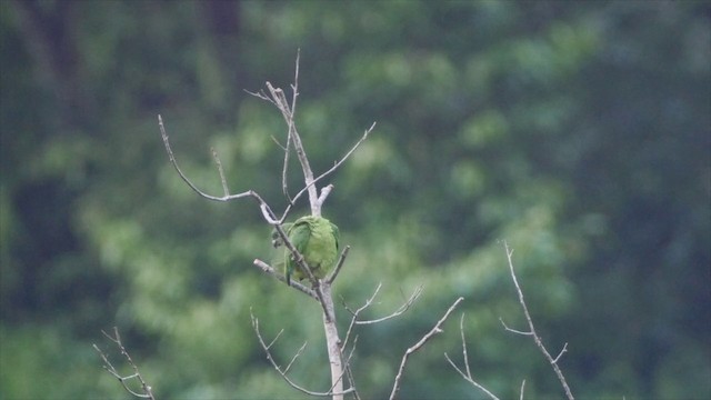 Black-billed Parrot - ML201649551