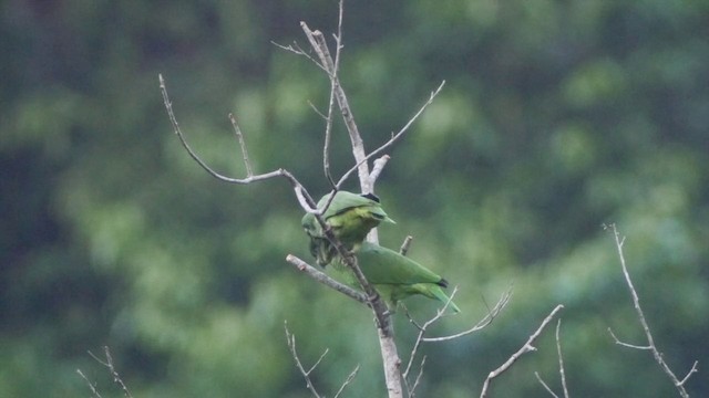 Black-billed Amazon - ML201649561