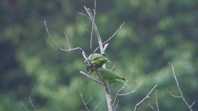 Black-billed Parrot - ML201649561