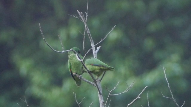 Black-billed Parrot - ML201649571