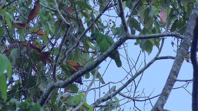 Black-billed Amazon - ML201649581