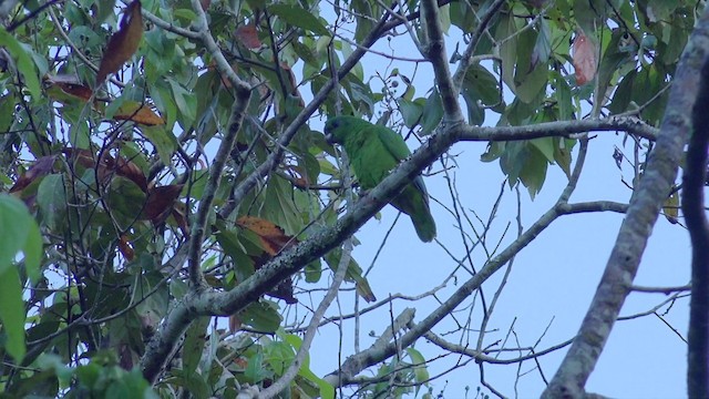 Black-billed Parrot - ML201649581