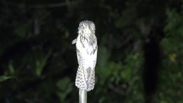 Northern Potoo (Caribbean) - ML201649591