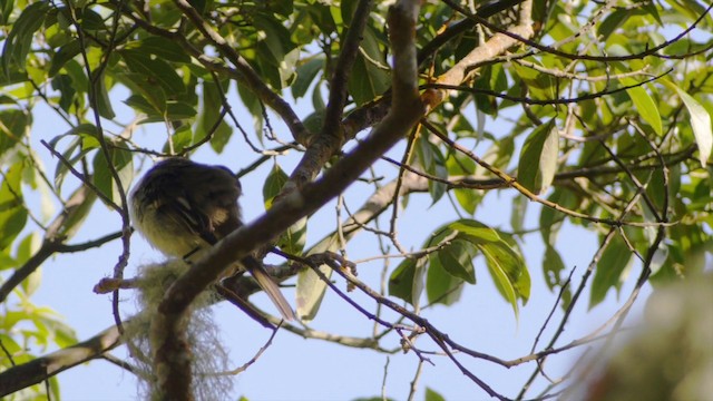 Greater Antillean Elaenia (Jamaican) - ML201649631