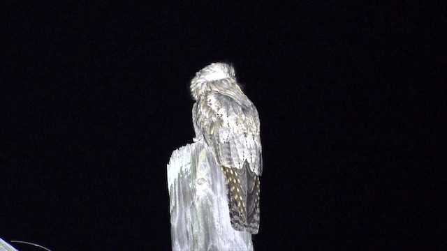 potu středoamerický (ssp. jamaicensis/abbotti) - ML201649641