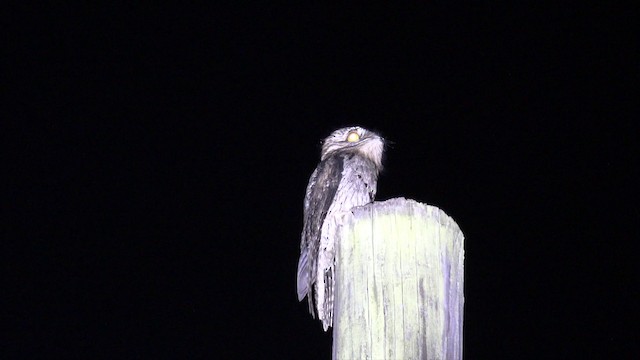 Northern Potoo (Caribbean) - ML201649651