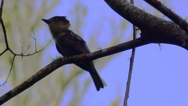 Anambé Jamaicano - ML201649661