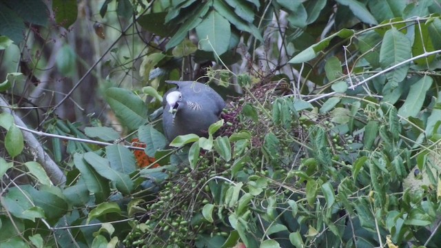 Pigeon à couronne blanche - ML201649731